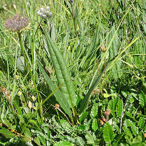 Gewöhnliche Alpenscharte / Saussurea alpina