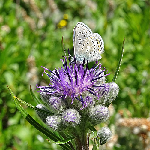 Gewöhnliche Alpenscharte / Saussurea alpina