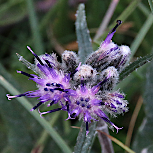 Gewöhnliche Alpenscharte / Saussurea alpina