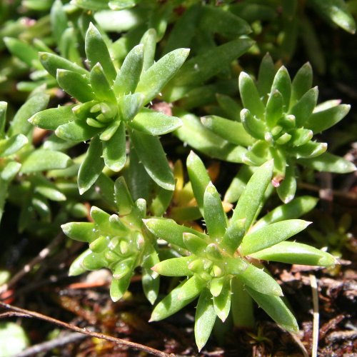 Bach-Steinbrech / Saxifraga aizoides