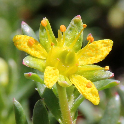 Bach-Steinbrech / Saxifraga aizoides