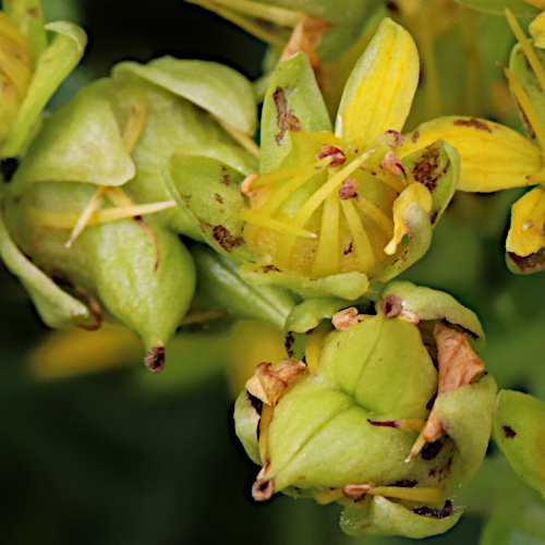 Bach-Steinbrech / Saxifraga aizoides