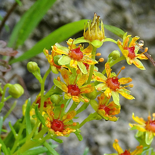 Bach-Steinbrech / Saxifraga aizoides