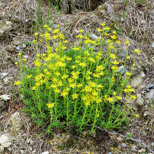 Bach-Steinbrech / Saxifraga aizoides