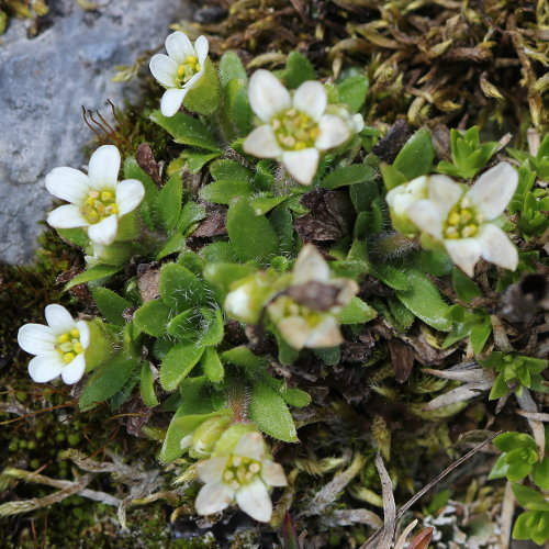 Mannsschild-Steinbrech / Saxifraga androsacea