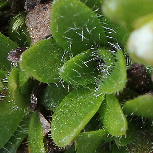 Mannsschild-Steinbrech / Saxifraga androsacea