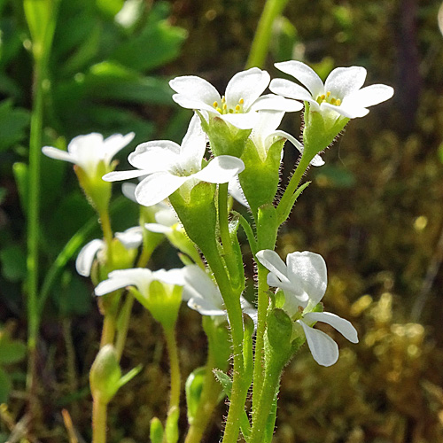 Mannsschild-Steinbrech / Saxifraga androsacea