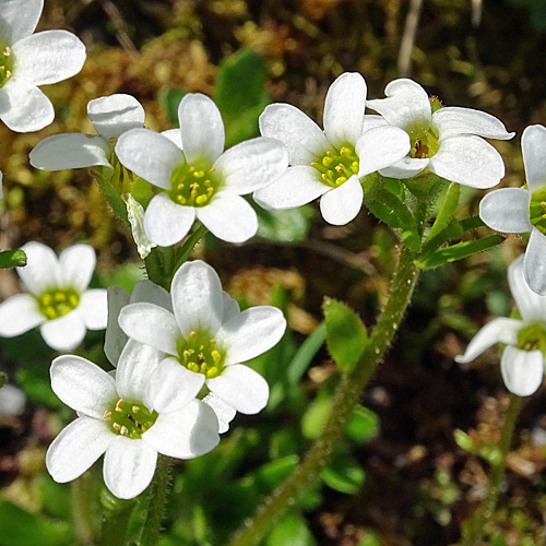 Mannsschild-Steinbrech / Saxifraga androsacea