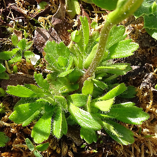 Mannsschild-Steinbrech / Saxifraga androsacea