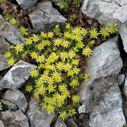 Blattloser Steinbrech / Saxifraga aphylla