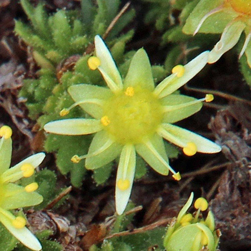 Blattloser Steinbrech / Saxifraga aphylla