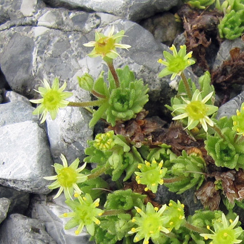 Blattloser Steinbrech / Saxifraga aphylla