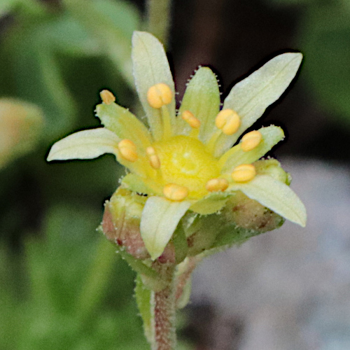 Blattloser Steinbrech / Saxifraga aphylla