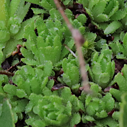 Blattloser Steinbrech / Saxifraga aphylla