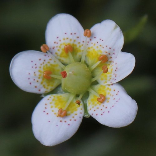 Rauher Steinbrech / Saxifraga aspera