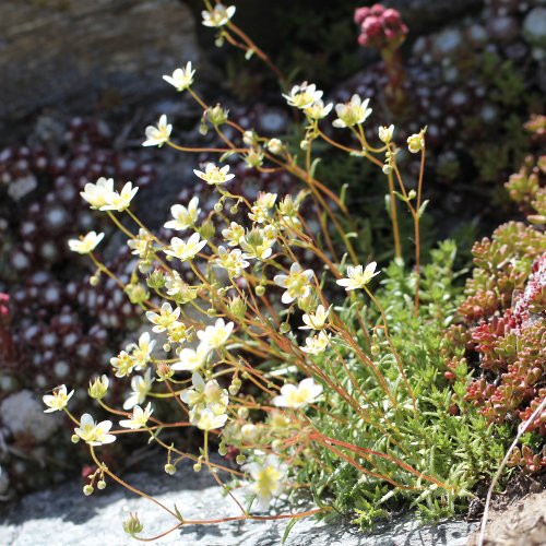 Rauher Steinbrech / Saxifraga aspera