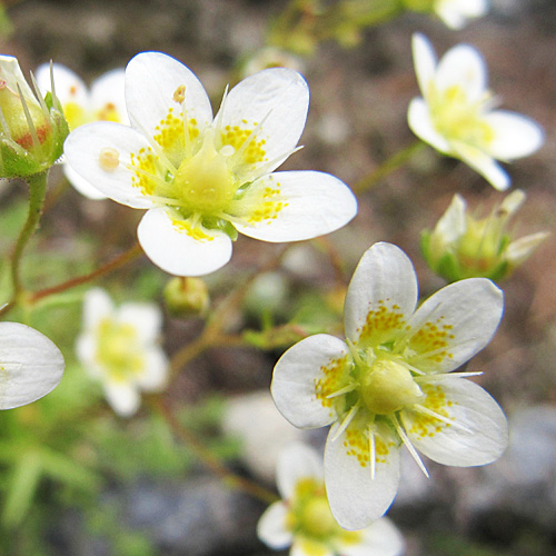 Rauher Steinbrech / Saxifraga aspera