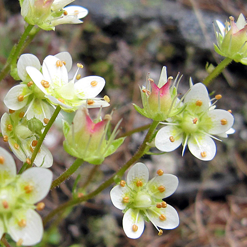 Rauher Steinbrech / Saxifraga aspera