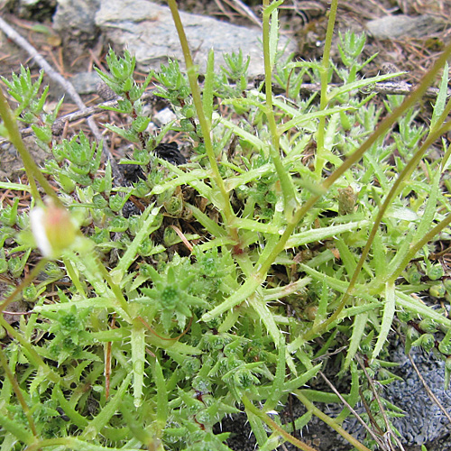 Rauher Steinbrech / Saxifraga aspera