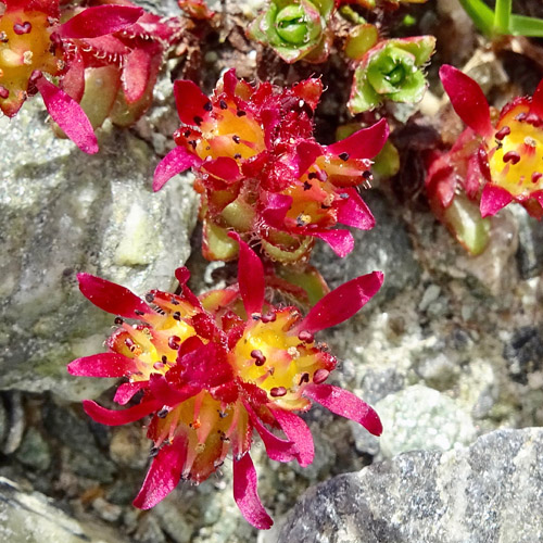 Gewöhnlicher Zweiblüten-Steinbrech / Saxifraga biflora