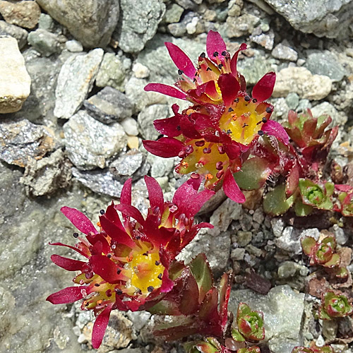 Gewöhnlicher Zweiblüten-Steinbrech / Saxifraga biflora