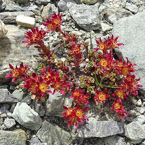 Gewöhnlicher Zweiblüten-Steinbrech / Saxifraga biflora