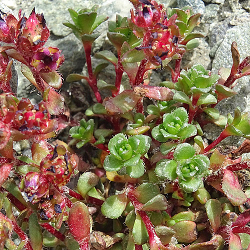 Gewöhnlicher Zweiblüten-Steinbrech / Saxifraga biflora