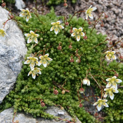 Moosartiger Steinbrech / Saxifraga bryoides