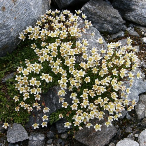 Moosartiger Steinbrech / Saxifraga bryoides