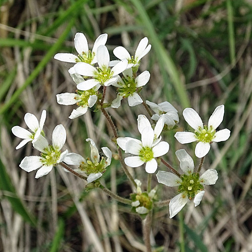 Zwiebel-Steinbrech / Saxifraga bulbifera