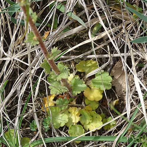 Zwiebel-Steinbrech / Saxifraga bulbifera