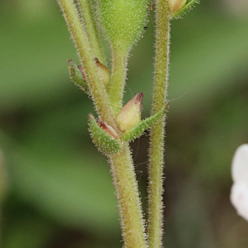 Zwiebel-Steinbrech / Saxifraga bulbifera