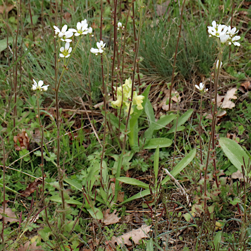 Zwiebel-Steinbrech / Saxifraga bulbifera