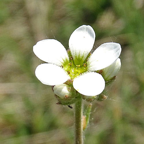 Zwiebel-Steinbrech / Saxifraga bulbifera