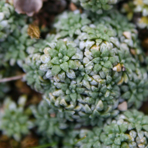 Blaugrüner Steinbrech / Saxifraga caesia