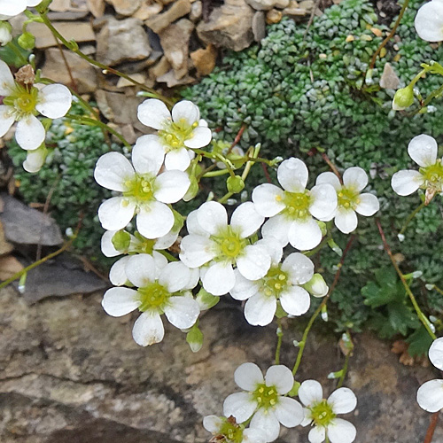 Blaugrüner Steinbrech / Saxifraga caesia