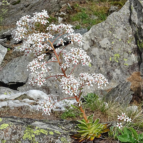 Strauss-Steinbrech / Saxifraga cotyledon