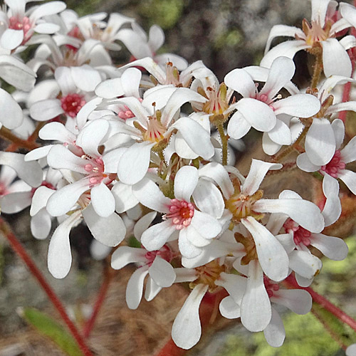 Strauss-Steinbrech / Saxifraga cotyledon