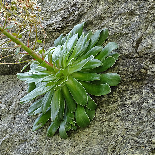 Strauss-Steinbrech / Saxifraga cotyledon