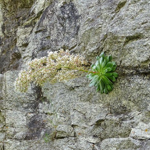 Strauss-Steinbrech / Saxifraga cotyledon