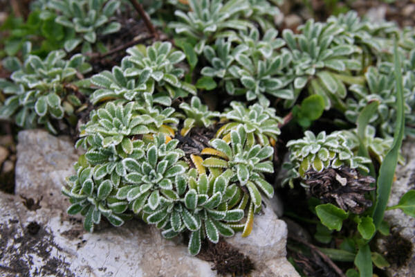 Krusten-Steinbrech / Saxifraga crustata