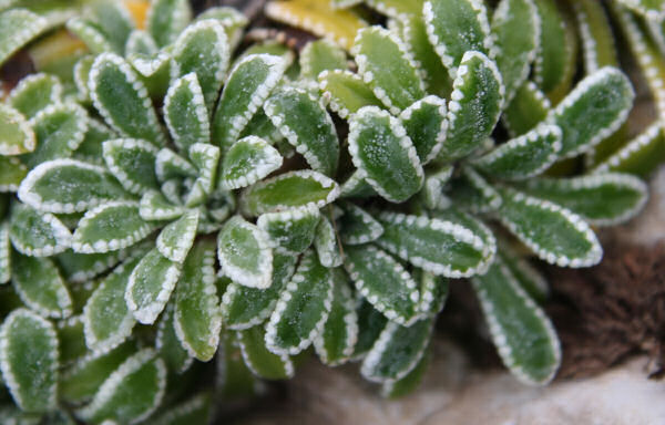 Krusten-Steinbrech / Saxifraga crustata