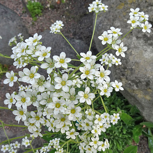 Krusten-Steinbrech / Saxifraga crustata