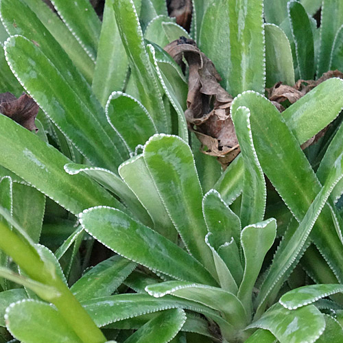 Krusten-Steinbrech / Saxifraga crustata