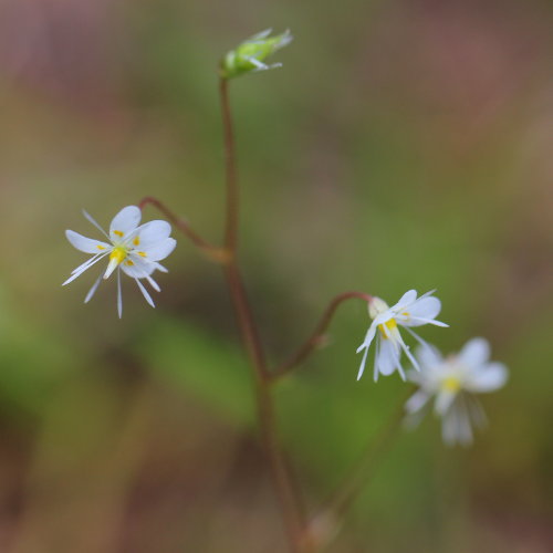 Keilblättriger Steinbrech / Saxifraga cuneifolia