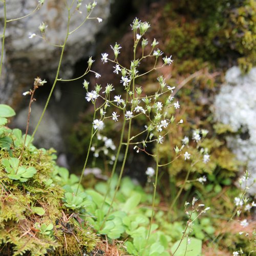 Keilblättriger Steinbrech / Saxifraga cuneifolia