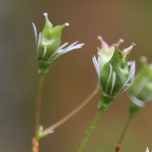 Keilblättriger Steinbrech / Saxifraga cuneifolia