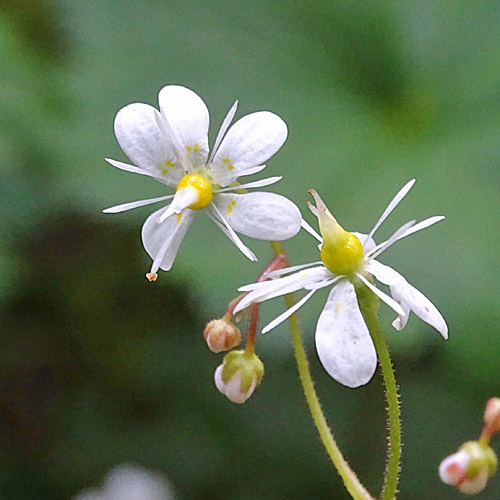 Keilblättriger Steinbrech / Saxifraga cuneifolia