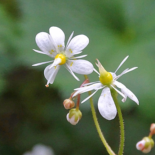 Keilblättriger Steinbrech / Saxifraga cuneifolia