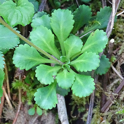 Keilblättriger Steinbrech / Saxifraga cuneifolia